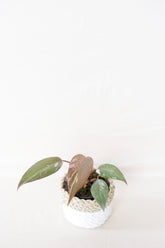 Philodendron pink princess galaxy
